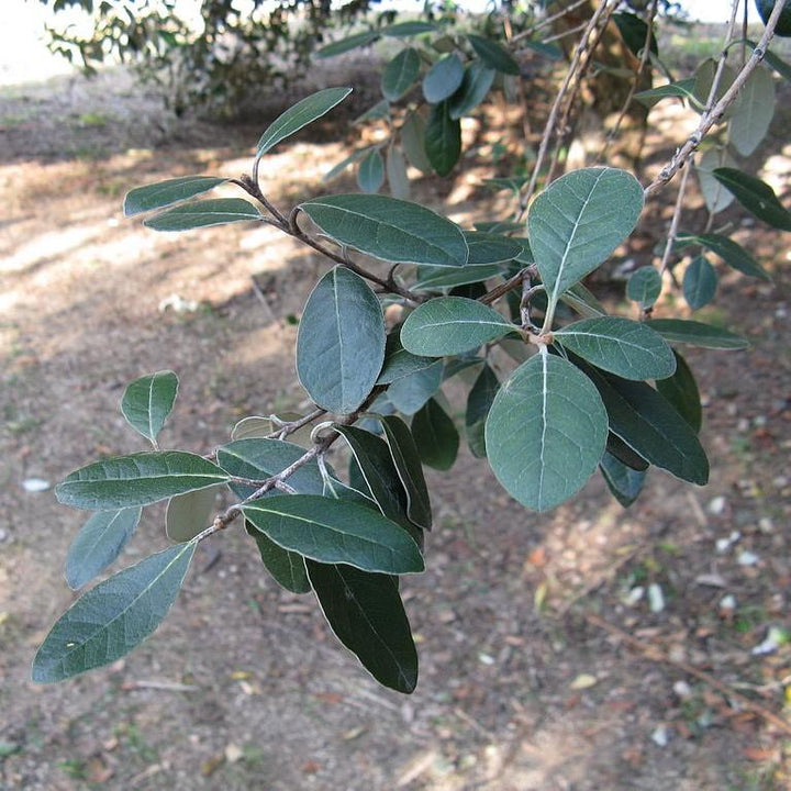 Feijoa sellowiana ~ Pineapple Guava