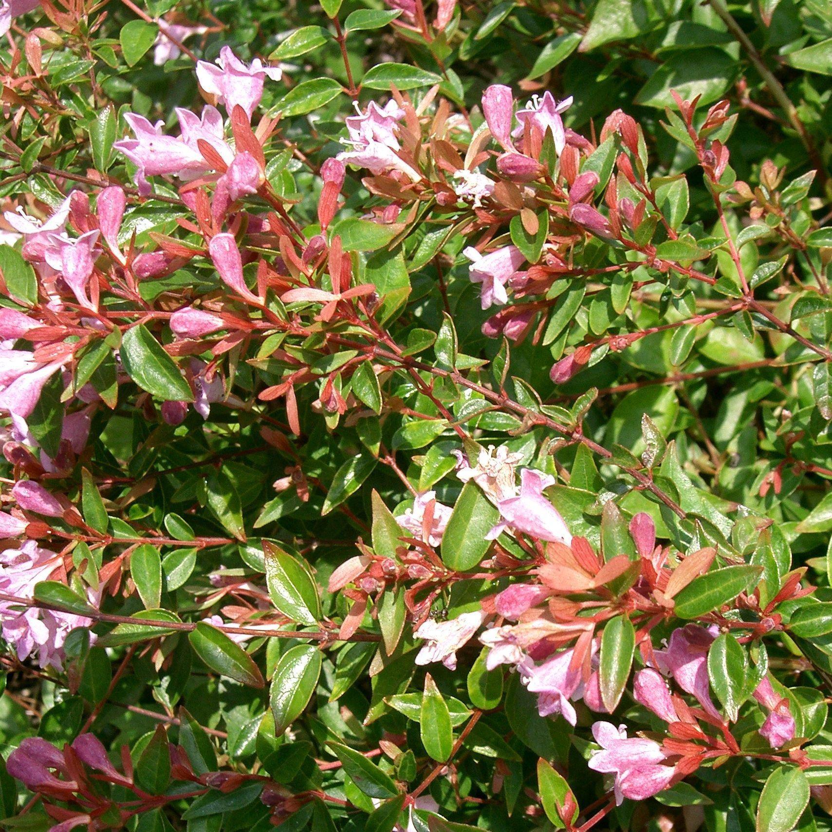 Abelia 'Edward Goucher' ~ Edward Goucher Abelia – Hahira Nursery
