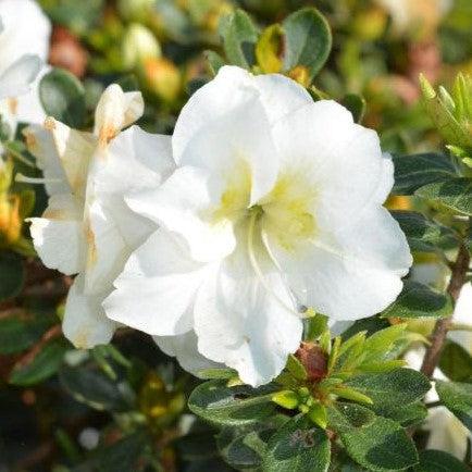 Rhododendron x 'NCRX5' ~ Perfecto Mundo® Double White Azalea