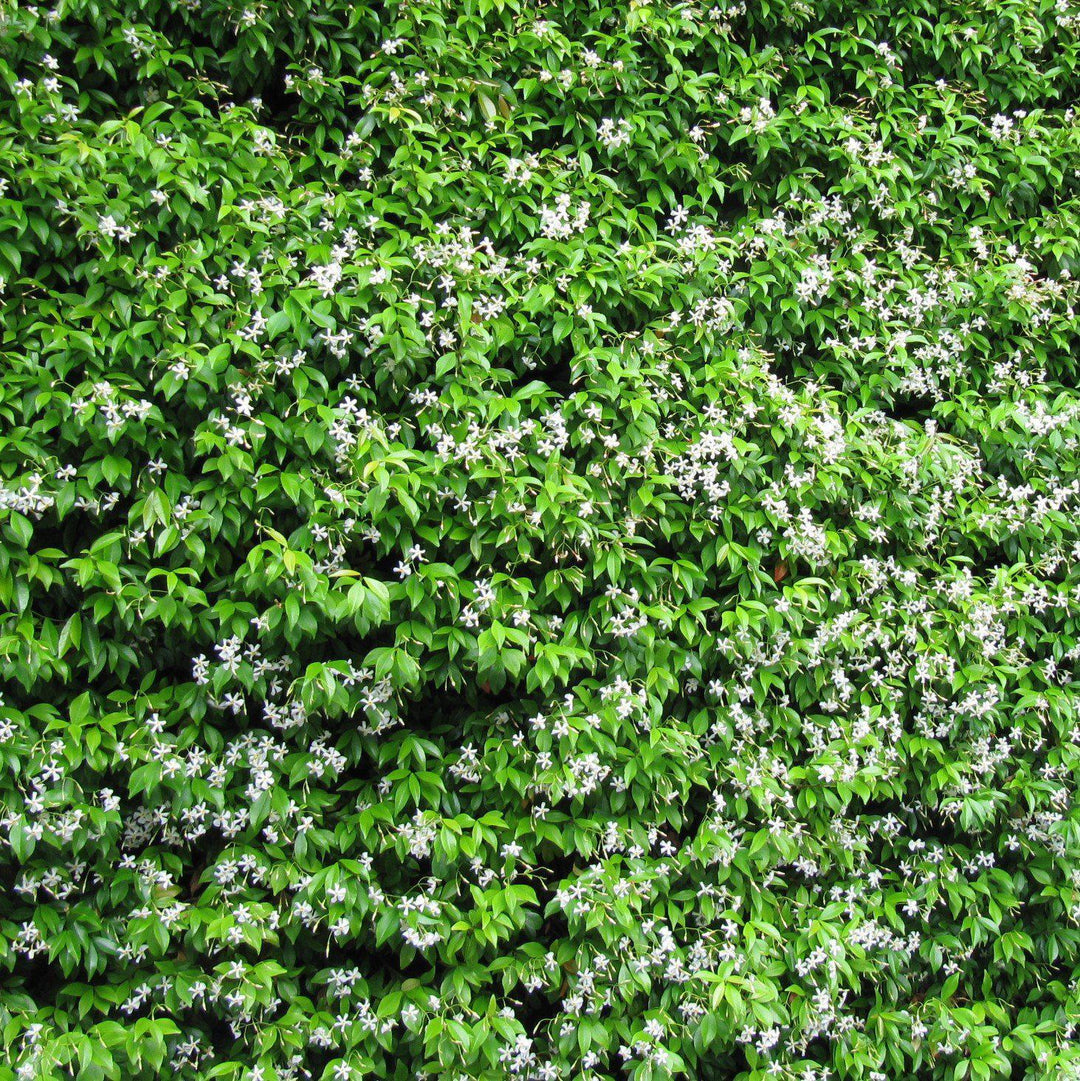 Trachelospermum asiaticum 'Minima' ~ Dwarf Asiatic Jasmine