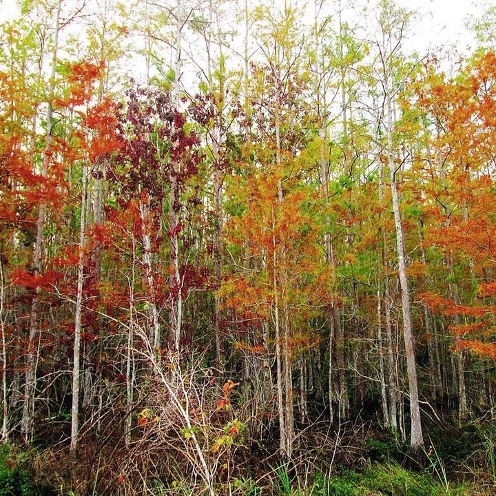 Taxodium ascendens ~ Pond Cypress