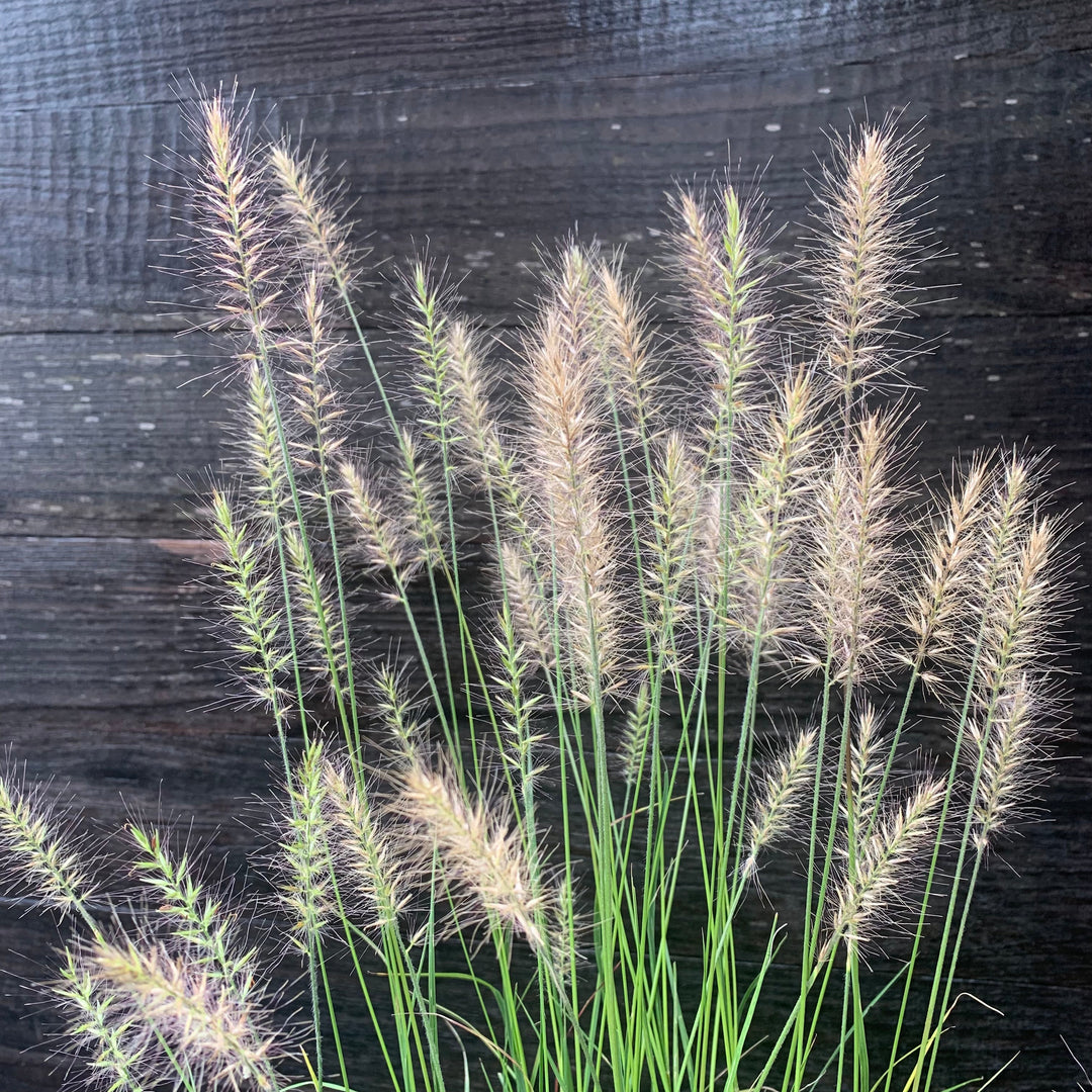Pennisetum alopecuroides 'Hameln ~ Hameln Fountain Grass