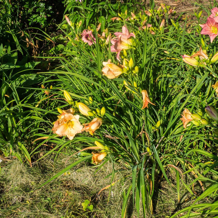 Hemerocallis 'Fairy Tale Pink' ~ Fairy Tale Pink Daylily