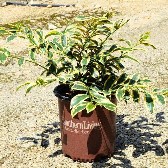 Ternstroemia gymnanthera 'Variegata' ~ Romeo® Cleyera