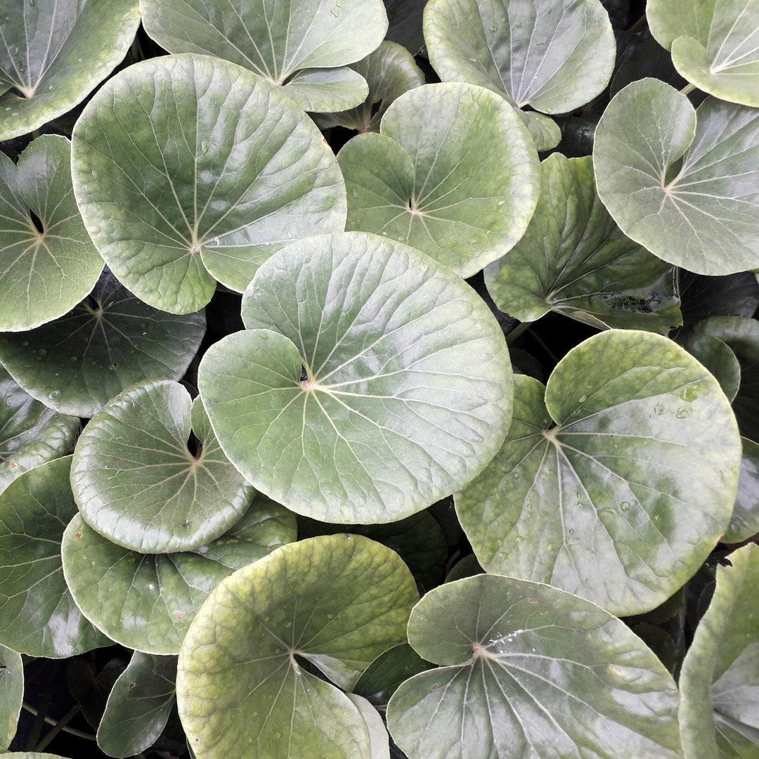 Ligularia 'Tractor Seat' ~ Tractor Seat Leopard Plant