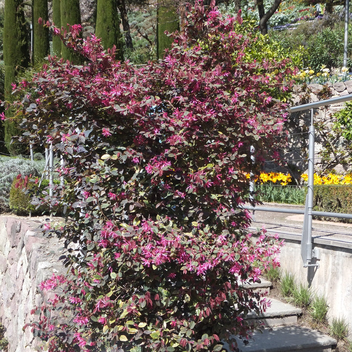 Loropetalum chinense var. rubrum 'Burgundy' ~ Burgundy Chinese Fringe Flower