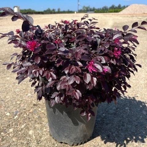 Loropetalum chinensevar. rubrum 'Cerise Charm' ~ Cerise Charm Fringe Flower