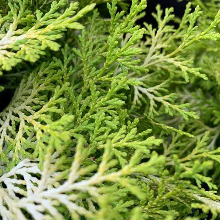 Chamaecyparis obtusa 'Cone Schlecht' ~ Nite-light® Hinoki Cypress
