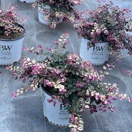 Loropetalum chinense 'Irodori' ~ Jazz Hands Variegated® Fringe Flower