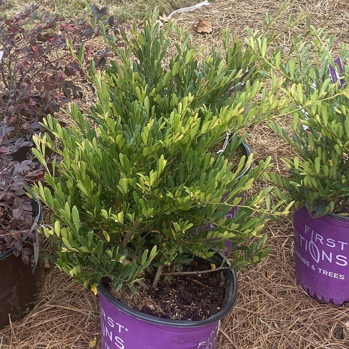 Distylium 'PIIDIST-V' PP27,631 ~ First Editions® Cinnamon Girl® Distylium