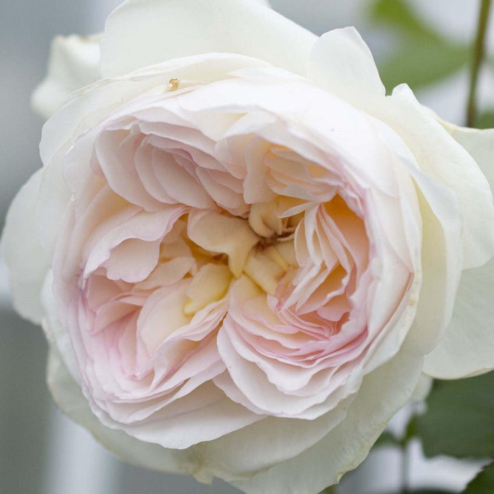 Rosa 'Meidelweis' PP 17,841 ~ Bloomables® Bolero™ Rose