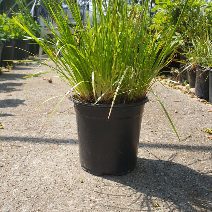 Sisyrinchium angustifolium 'Blue Note' ~ Blue Note Blue-Eyed Grass