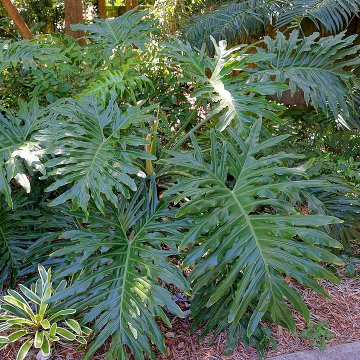 Philodendron bipinnatifidum ~ Split-leaf Philodendron