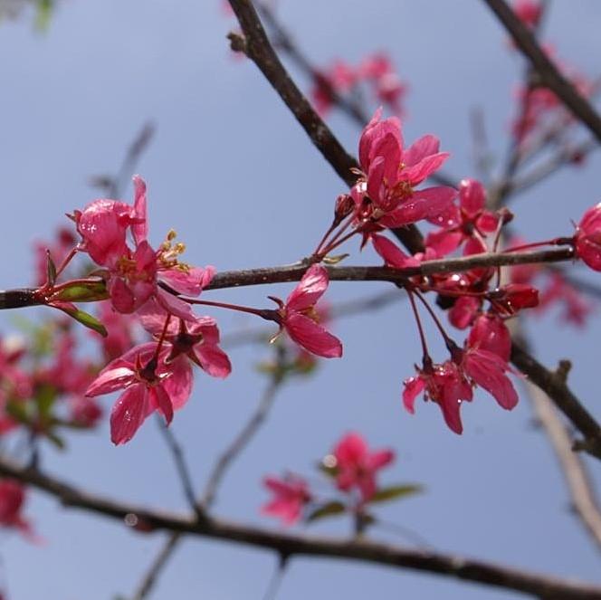 Malus 'Prairifire' ~ Prairi Fire Crabapple