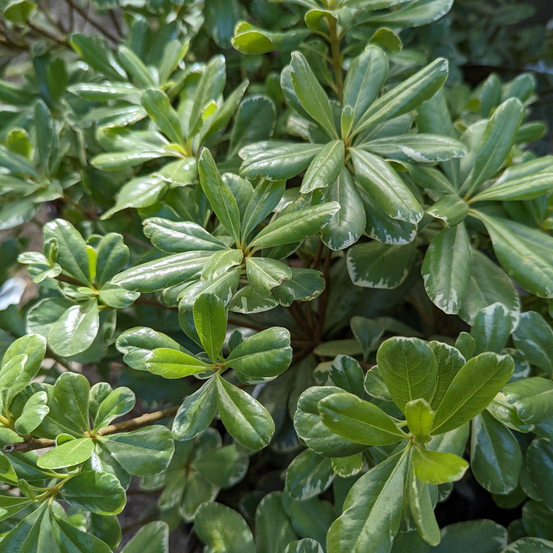 Pittosporum tobira 'Variegatum' ~ Variegated Pittosporum, Japanese Mock Orange