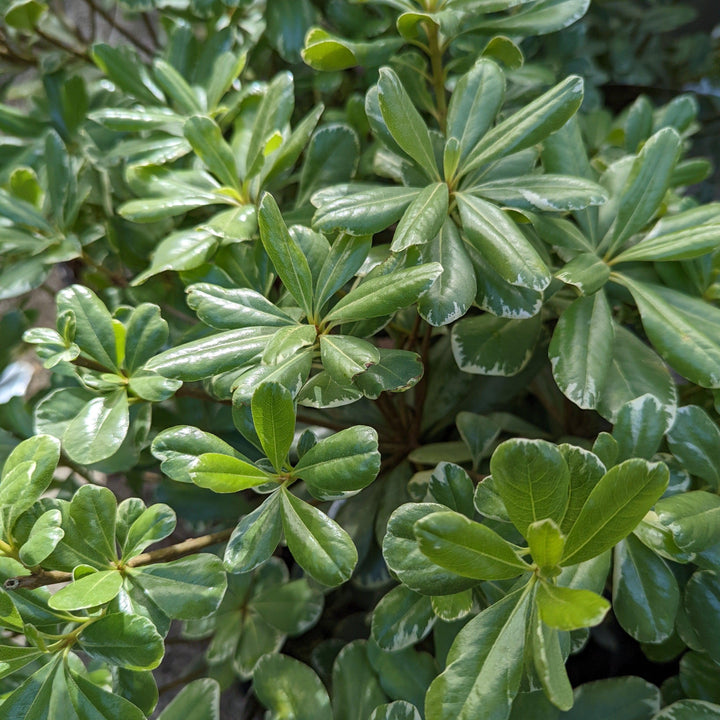 Pittosporum tobira 'Variegatum' ~ Variegated Pittosporum, Japanese Mock Orange