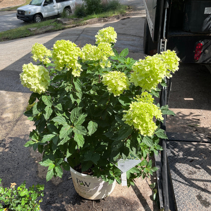 Hydrangea paniculata 'SMNHPPH' ~ Proven Winners® Limelight Prime® Hydrangea