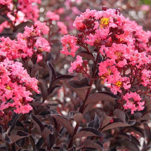 Lagerstroemia indica 'SMNLIJ' ~ Center Stage® Coral Crapemyrtle