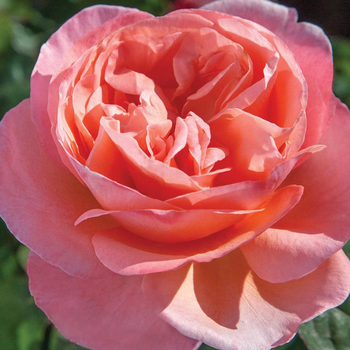 Rosa 'Meinostair' PP 28,659 ~ Bloomables® Sweet Mademoiselle™ Rose