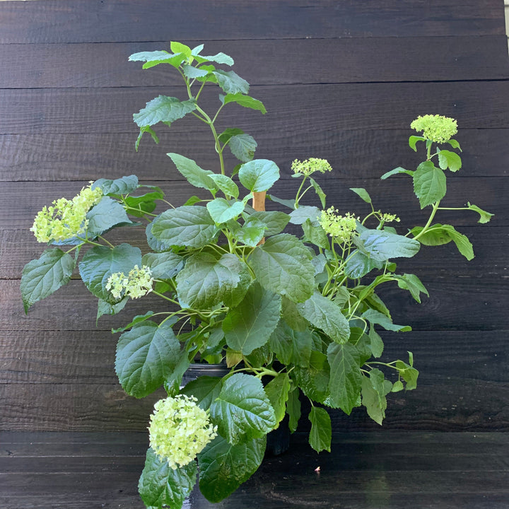 Hydrangea arborescens 'Annabelle' ~ Mophead Hydrangea, Annabelle Hydrangea