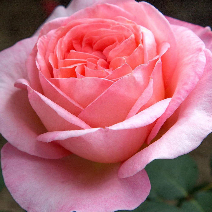 Rosa 'Meinostair' PP 28,659 ~ Bloomables® Sweet Mademoiselle™ Rose