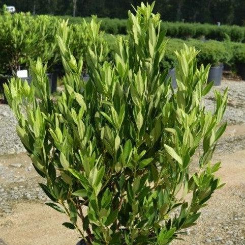 Illicium parviflorum ~ Ocala Anise, Yellow Anise