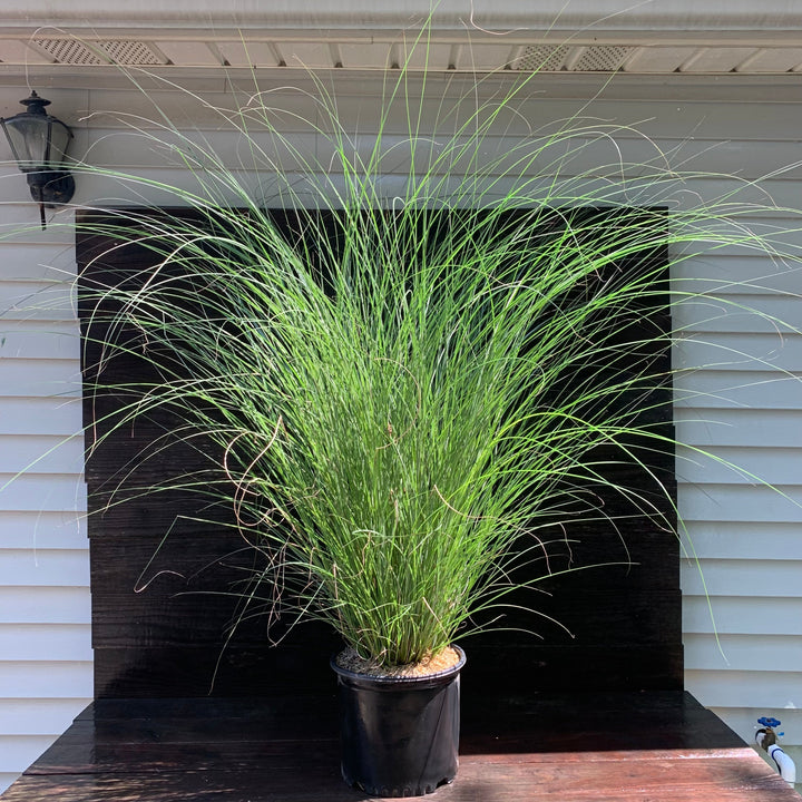 Miscanthus sinensis 'Gracillimus' ~ Maiden Grass