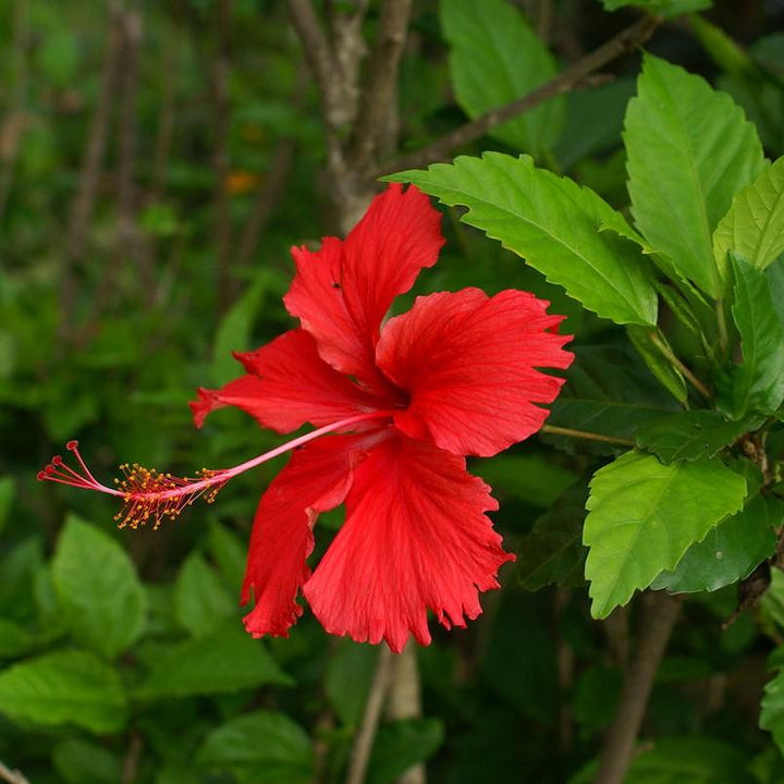 Hibiscus rosa-sinensis ~ Hibiscus Standard, Chinese Hibiscus
