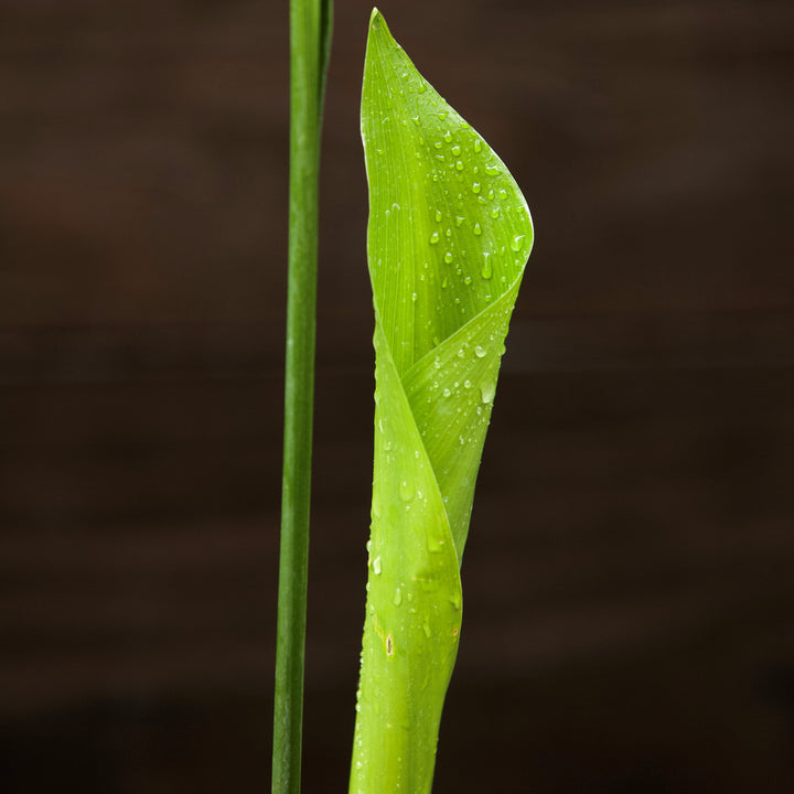 Aspidistra elatior ~ Cast Iron Plant