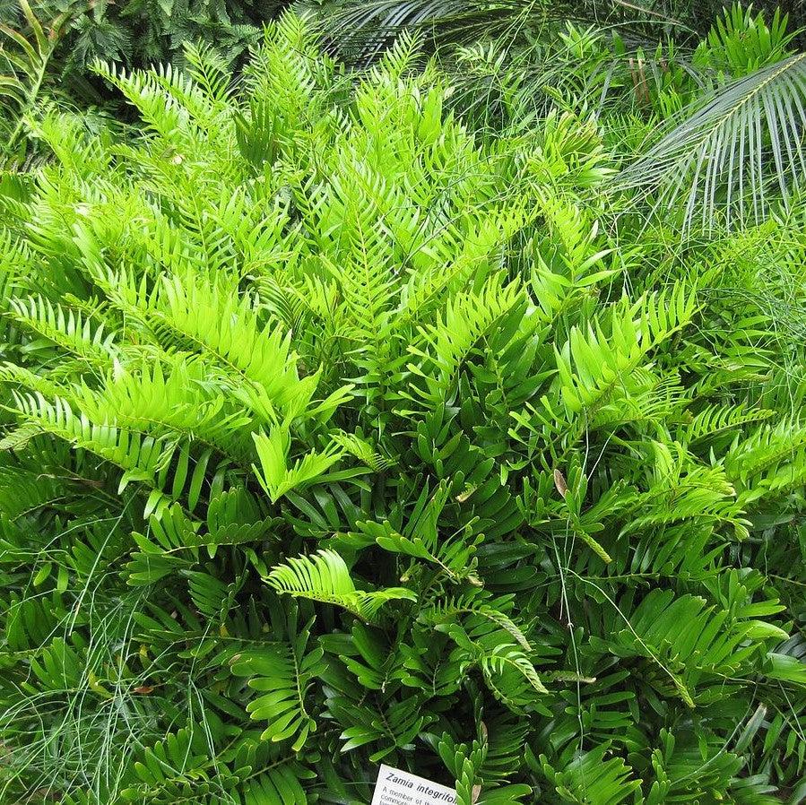 Zamia integrifolia ~ Coontie Palm