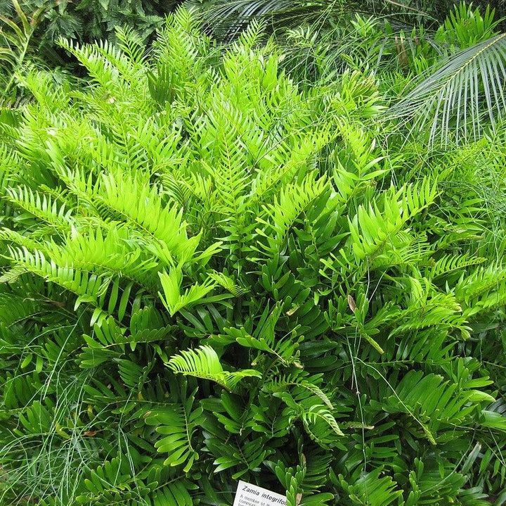 Zamia integrifolia ~ Coontie Palm