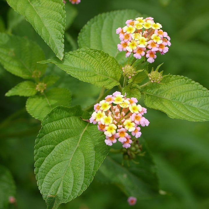Lantana camara 'Baluclav' ~ Lucky™ Lavender Lantana