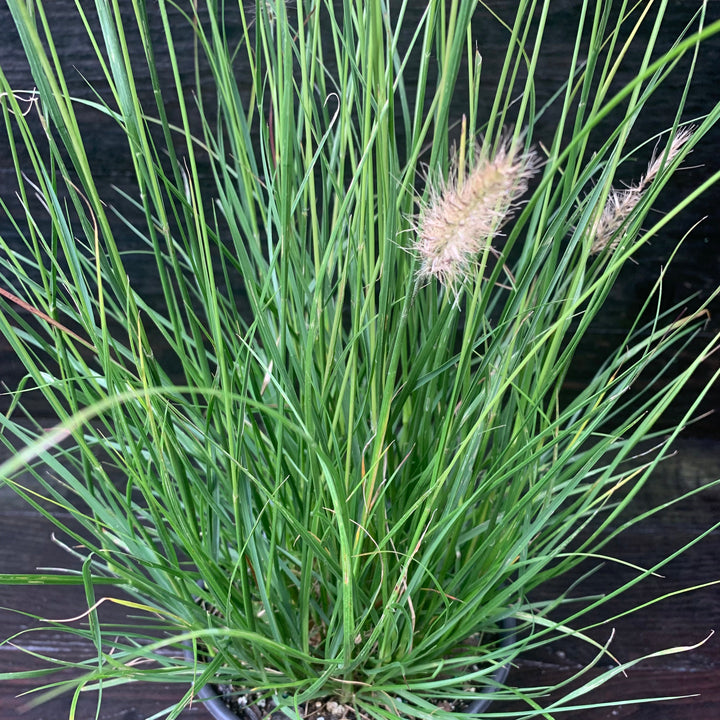 Pennisetum alopecuroides 'Hameln ~ Hameln Fountain Grass