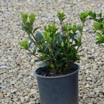 Gardenia jasminoides 'Daisy' ~ Daisy Gardenia