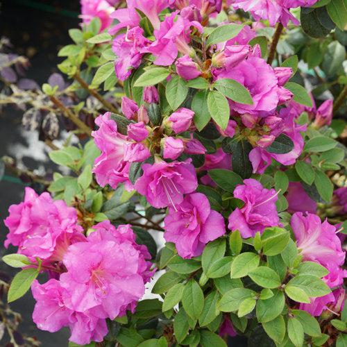 Rhododendron x 'NCRX4' ~ PW® Perfecto Mundo® Double Purple Azalea