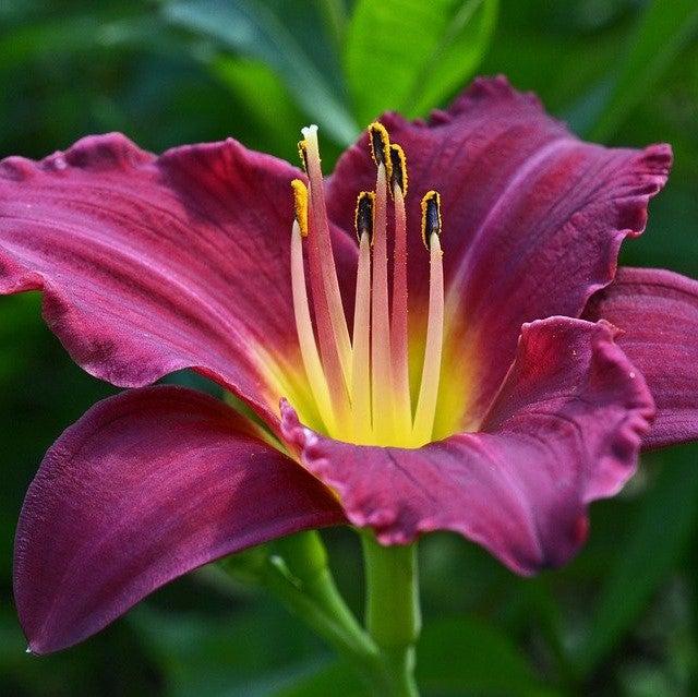 Hemerocallis 'Grape Ripples' ~ Grape Ripples Daylily