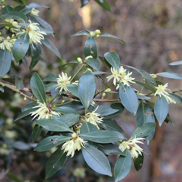 Illicium parviflorum ~ Ocala Anise, Yellow Anise