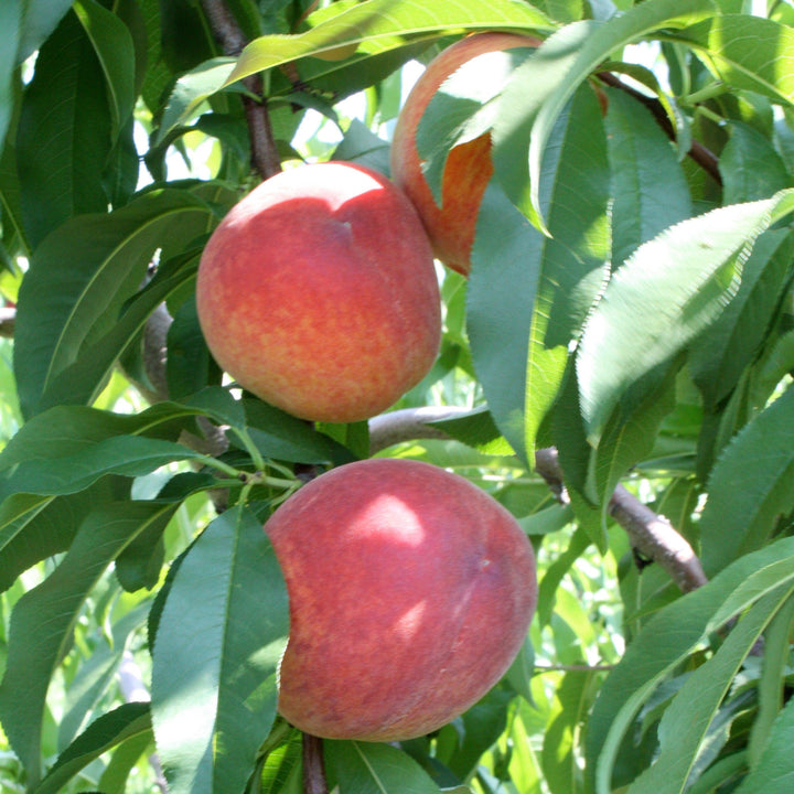 Prunus persica 'Florida King' ~ Florida King Peach
