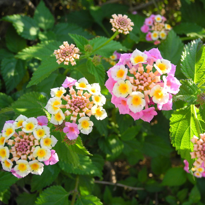 Lantana camara 'Mozelle' ~ Mozelle Lantana