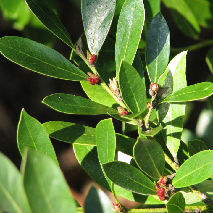 Distylium 'BLDY01' ~  Bayou Bliss™ Distylium, Jewel Box™ Distylium,