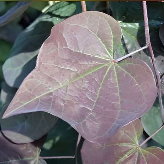 Cercis canadensis 'Ruby Falls' ~ Ruby Falls Weeping Redbud