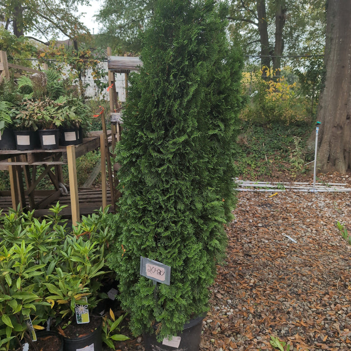Thuja occidentalis 'Smaragd' ~ Emerald Green Arborvitae