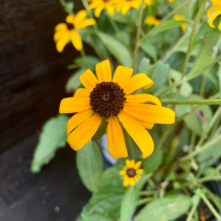 Rudbeckia fulgida 'Goldsturm' ~ Black-Eyed Susan