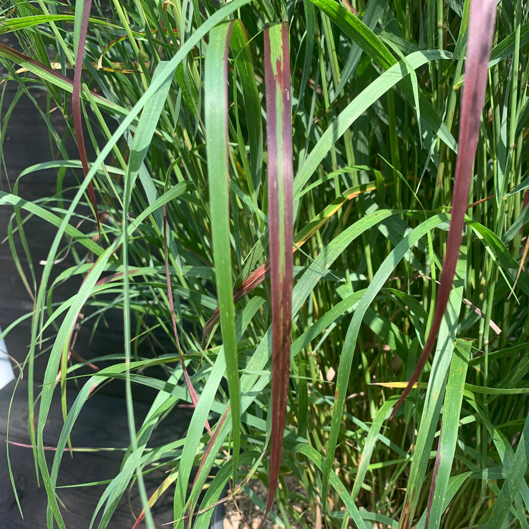Panicum virgatum 'Shenandoah' ~ Shenandoah Switch Grass