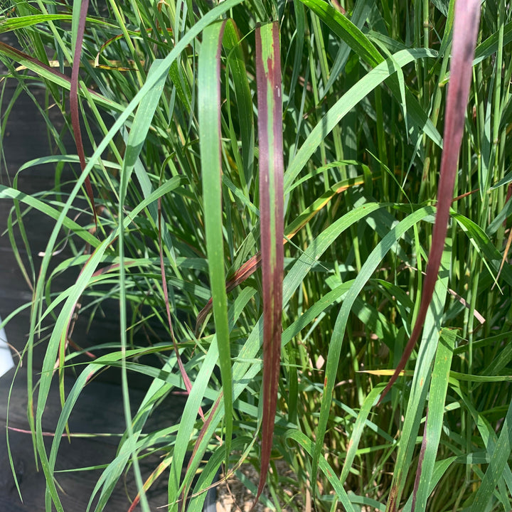 Panicum virgatum 'Shenandoah' ~ Shenandoah Switch Grass
