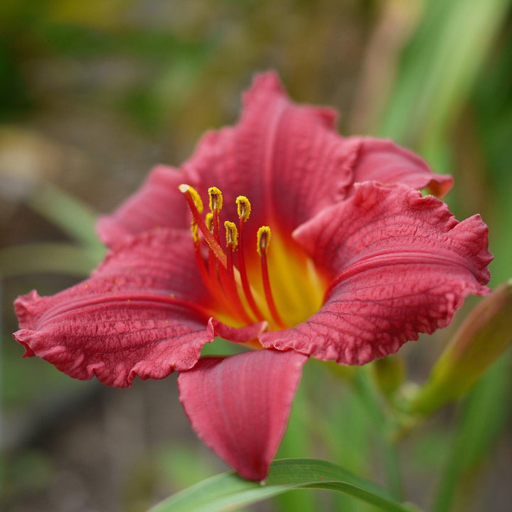 Hemerocallis 'Little Business' ~ Little Business Daylily