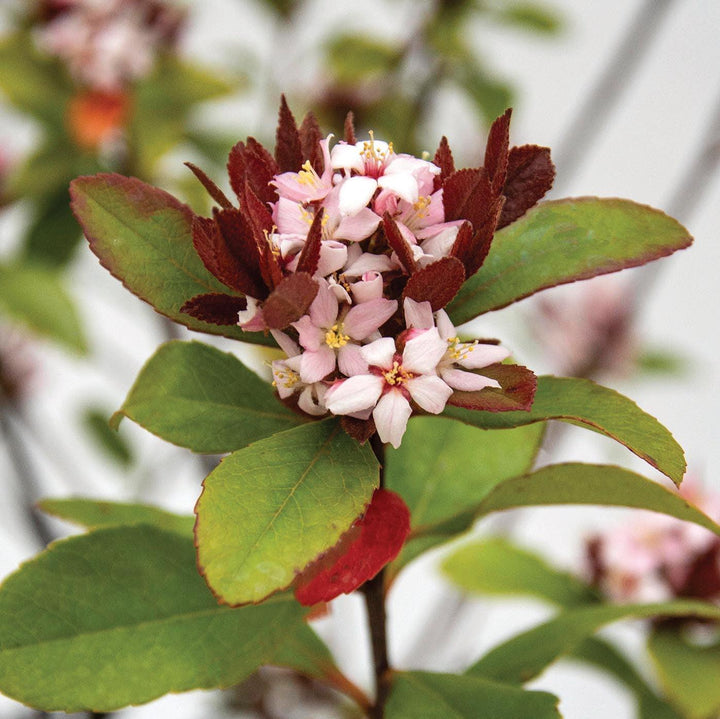 Rhaphiolepis indica 'sPg-3-003' ~ Redbird™ Indian Hawthorne