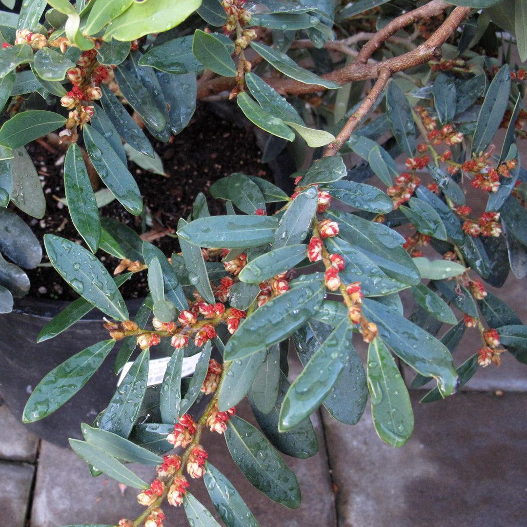 Distylium 'BLDY01' ~  Bayou Bliss™ Distylium, Jewel Box™ Distylium,