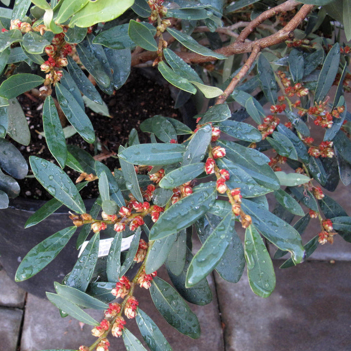 Distylium 'BLDY01' ~  Bayou Bliss™ Distylium, Jewel Box™ Distylium,