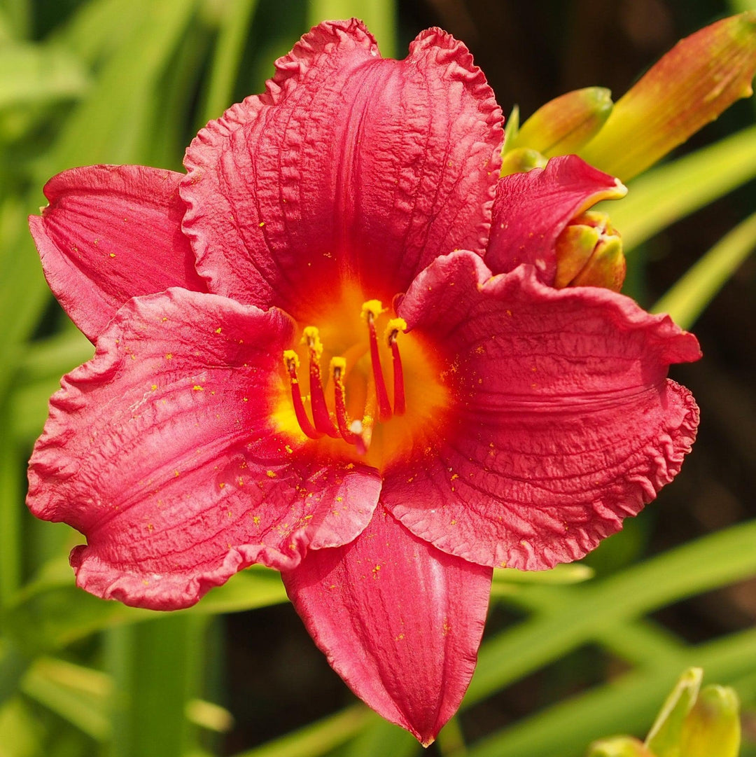 Hemerocallis 'Little Business' ~ Little Business Daylily